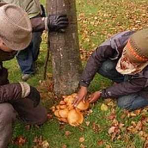 Locurile de ciuperci din regiunea Tula. Descriere ciuperci - fotografie