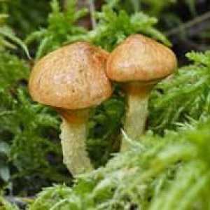Ciupercile de ciuperci: beneficii și efecte negative, caloricitate și compoziție
