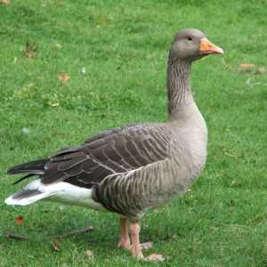 Goose gri mare. Creșterea și creșterea animalelor