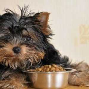 `Hills` - hrană pentru câini și cățeluși