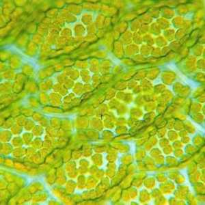 Cloroplastul este o organelle de celule verzi