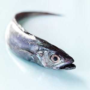 Hoki este peștele familiei Merluzienilor. Cum este util, poate fi dăunătoare pentru ea și cum să o…
