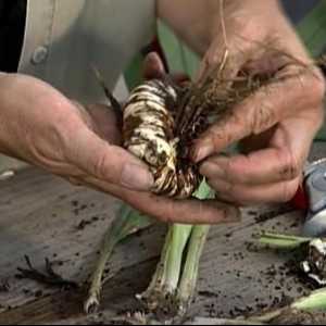 Depozitarea gladiolilor la domiciliu: evidențiază