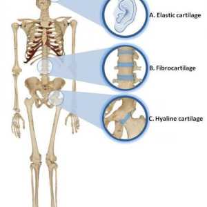 Țesutul cartilaginos: funcții și trăsături ale structurii
