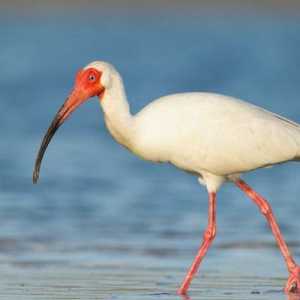 Ibis - o pasăre sacră și obișnuită: descriere și specie