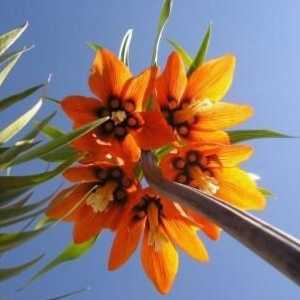 Cuibul de liliac imperial: plantarea și îngrijirea unei plante frumoase
