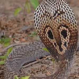 Snake indian