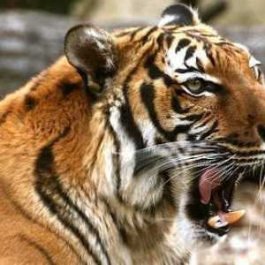 Indochina tigru descriere