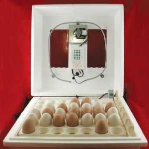 Incubarea ouălor de pui la domiciliu: nuanțe și caracteristici ale procesului