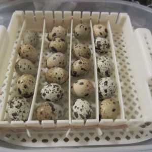 Incubarea ouălor prepeliță la domiciliu: condiții, termeni