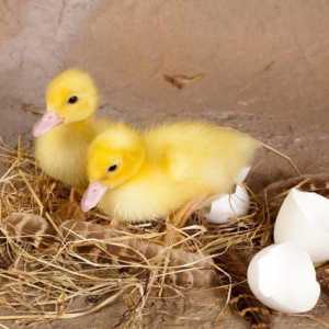 Incubarea ouălor de rață. Modul incubatie: tabel. Durata incubării ouălor de rață