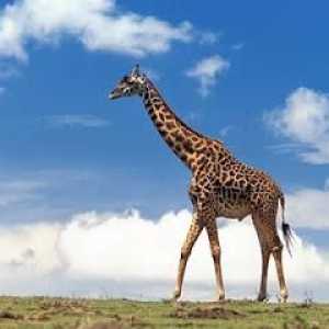 Mă întreb ce se numește vițelul girafei? Girafa?
