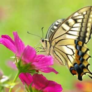 Informații interesante despre fluturi pentru copii. Butterfly-lemongrass: fapte interesante
