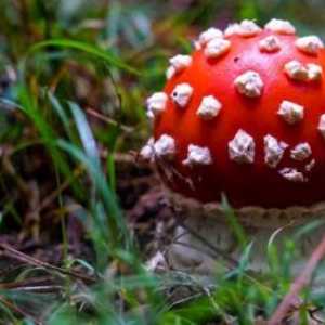 Informații interesante despre ciuperci. De ce ciupercile s-au separat într-un regat independent?