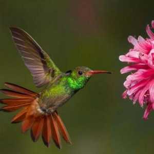Informații interesante despre colibri pentru copii