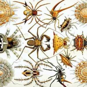 Informații interesante despre arahnide. Clasa Arachnide: 10 fapte interesante