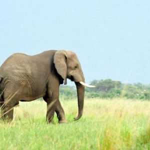 Informații interesante despre elefanți. Cât timp trăiește un elefant în natură