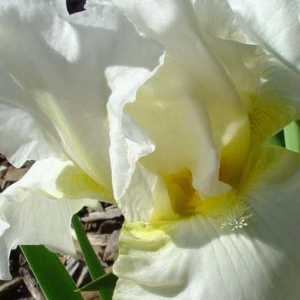 Iris acuarelă: Cinci pași simpli