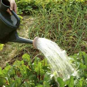 Sistemul de irigare este alimentarea cu apă a terenurilor. irigare