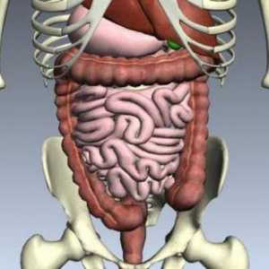 Care sunt organele sistemului digestiv uman? Descriere, structură și funcții