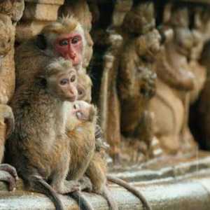 Schimbarea ierarhiei la maimuțe. Lumea uimitoare a primatelor