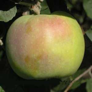 Arborele de mere "synap orlovskiy": caracteristicile soiului și tehnologia sa agricolă