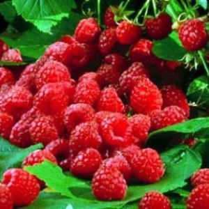 Berry zmeura: proprietăți utile și contraindicații