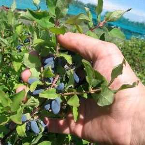 Berry Honeysuckle - un depozit întreg de nutrienți