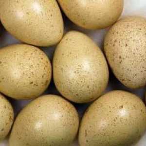 Ouă de fazan: proprietăți utile și fotografii
