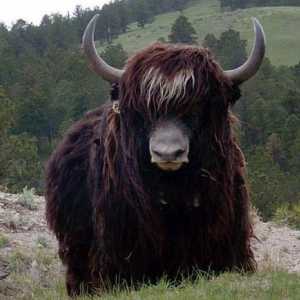 Yak este un animal care trăiește în munți. Descriere, stil de viață, fotografie