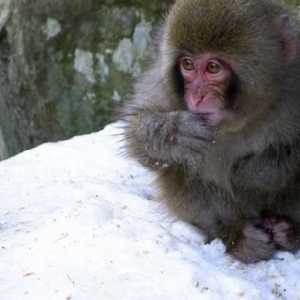 Macacul japonez (fotografie). Macaque de zăpadă japoneză