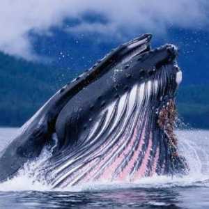 Balena japoneză: stilul de viață, zona, protecția