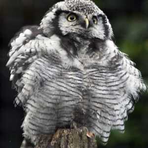 Hawk Owl: descriere și fotografie