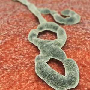 Ebola: perioada de incubație. Cum se infectează cu Ebola?