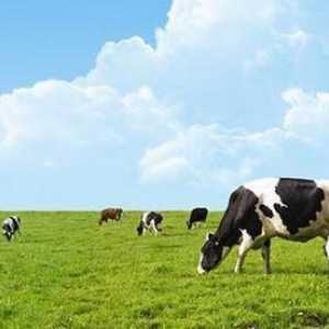 Antibiotice eficiente pentru mastita la vaci