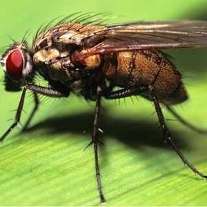 Efectele eficiente pentru muște