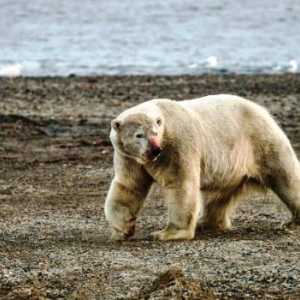 Probleme de mediu în zona deșertului arctic. Probleme de mediu și cauzele acestora