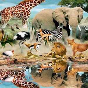 Ecologia animalelor: baze, tipuri, probleme
