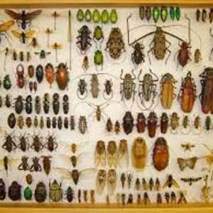 Entomologie - ce fel de știință este? Ce studiază entomologia