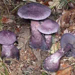 Aceste ciuperci ciuperci violete comestibile