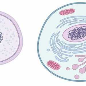 Eucariotele sunt organisme ale căror celule au un nucleu
