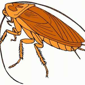 Ceea ce au visat gândacii: povestea unei cărți de vis