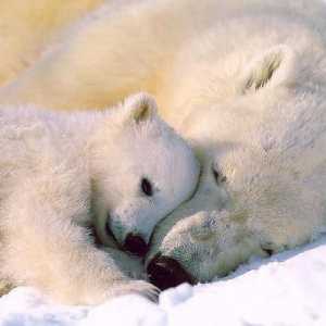 De ce visează ursul polar: vom găsi răspunsul