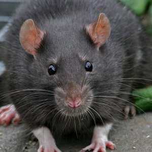 Ce este visul unui șobolan negru: interpretarea unui vis