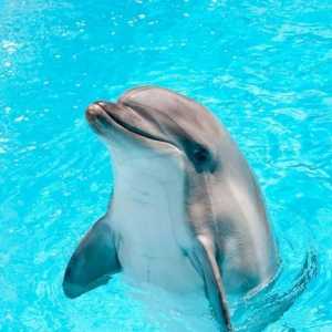 Ce face visul delfinilor? Interpretare: interpretare