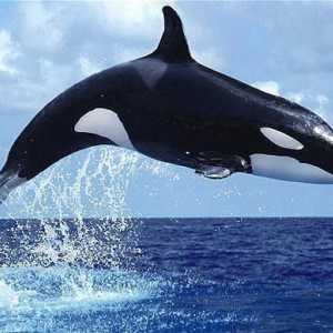 De ce visul balenelor? Interpretarea visului