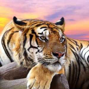 De ce are un vis de tigru? Dream Interpreter