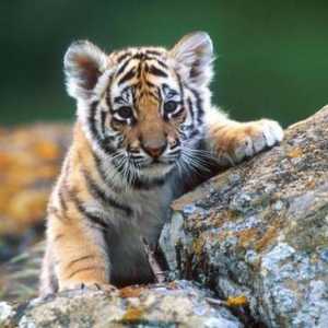 De ce este visat un cub de tigru? Dreamers vă va ajuta să răspundeți la această întrebare
