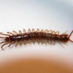 Despre ce visa visul centiped? Interpretul de vis va cere răspunsul
