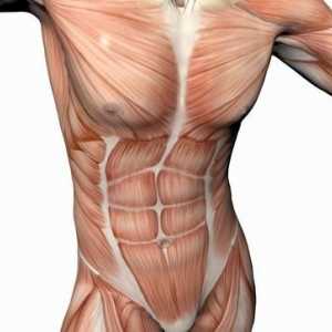 Ce mușchi sunt mușchii trunchiului? Mușchii unui trunchi al persoanei